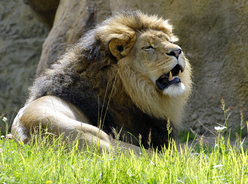 Zoo Wuppertal Tiere_DDB3275.jpg